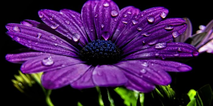 2560x1571 Purple Rose Like Flower 12 Desktop Background - HdFlowerWallpaper.com