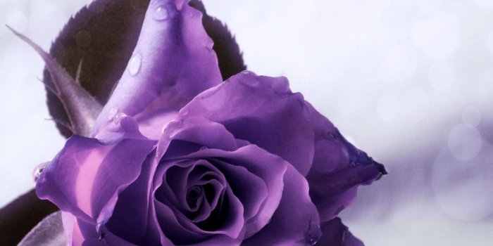 1920x1200 Purple rose | download to your desktop wallpaper, ultra backgrounds