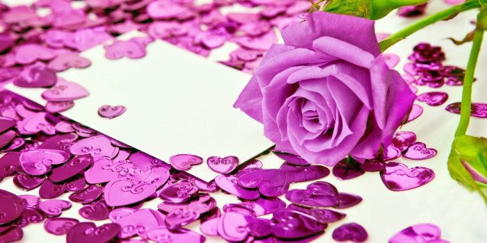 1688x810 Flowers: Flower Purple Rose Love Desktop Backgrounds for HD 16:9