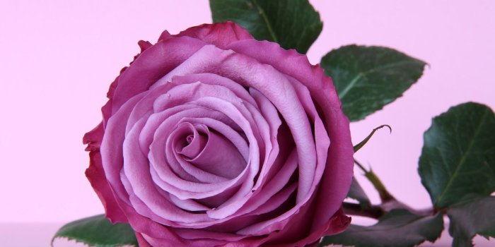 1600x1058 Purple Rose Wallpaper - Wallpapers Browse