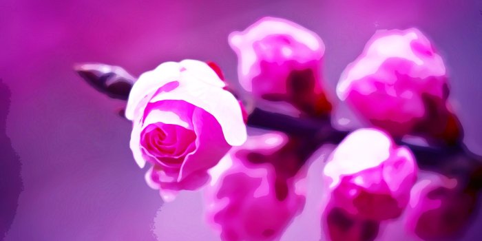 2521x1796 Purple Rose Wallpaper By Infoway Llc Website Development - Desktop