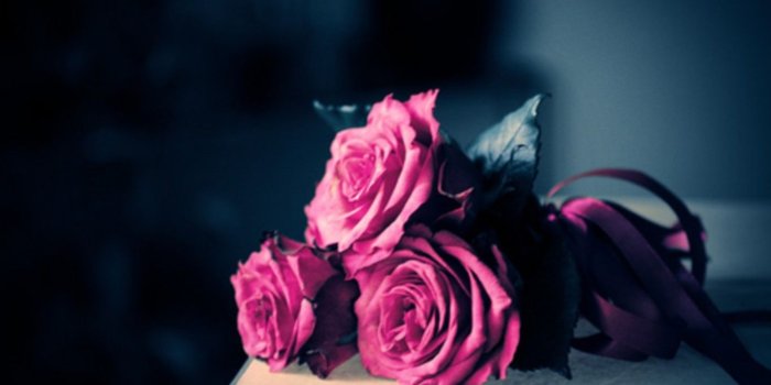 1366x891 Flower: Love Trio Purple Roses Amazing Flower Hd Wallpaper HD 16:9