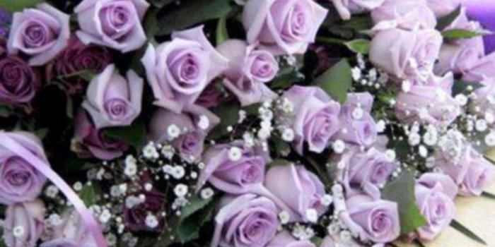 1600x900 Flowers Purple Roses Free High Quality Backgrounds Pictures Desktop