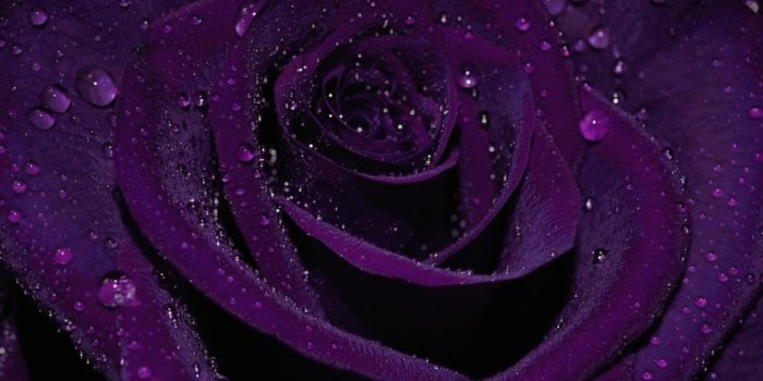 1052x837 Rose Macro Flowers Dewdrops Purple Flower Wallpapers High Resolution