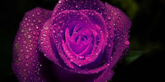 1024x768 Purple Flowers Roses 8 Widescreen Wallpaper - HdFlowerWallpaper.com