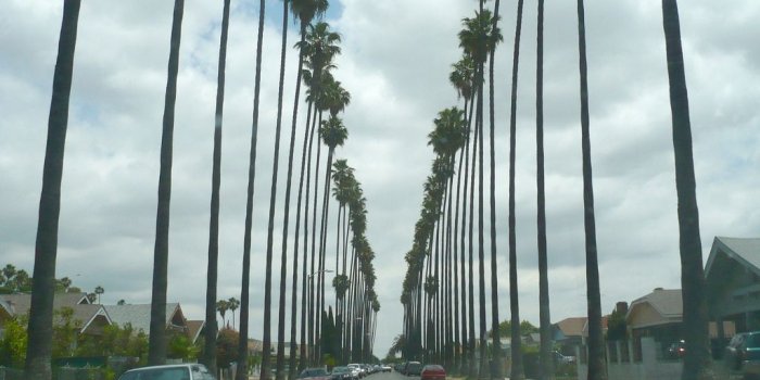 1024x768 Los Angeles Palm Trees Wallpaper (75+ images in Collection) Page 1