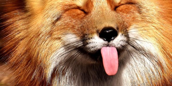 1440x2560 Download wallpaper 1440x2560 fox, funny, protruding tongue qhd