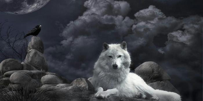1422x800 wolf and raven | Creatures Great and Small | Wolf wallpaper, Wolf