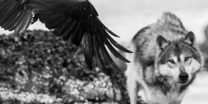 1080x1057 Katie Fagan on Where the Wild Things Are | Raven, wolf, Wolf