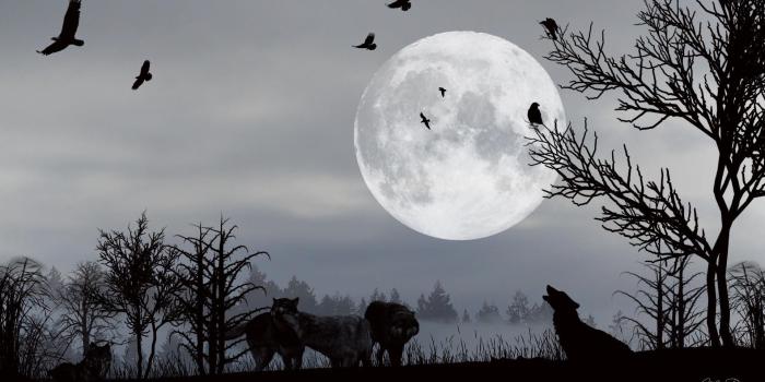 1920x1080 Wolf And Moon Wallpaper , (56+) image collections of wallpapers