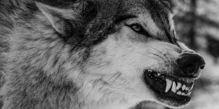 1003x1050 Tammy Davenport on Critters | Angry wolf, Wolf, Wolf face