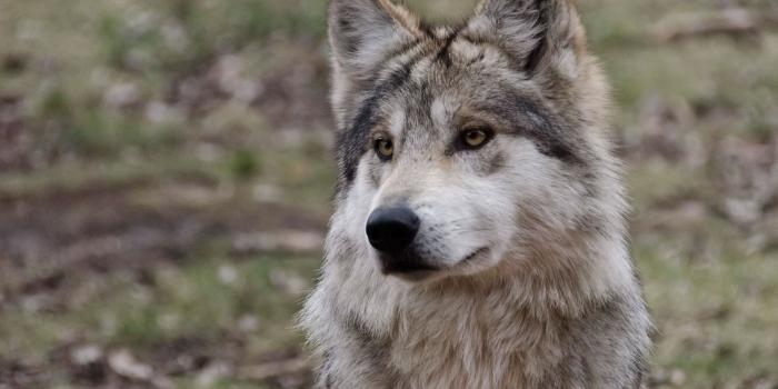 1920x1280 sitting wolf | Wolves | Wolf wallpaper, Angry wolf, Wolf