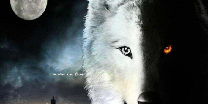 1280x1024 Fantasy Wolf Wallpapers