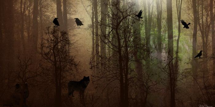 1920x1080 Crow Desktop Wallpaper (67+ images)