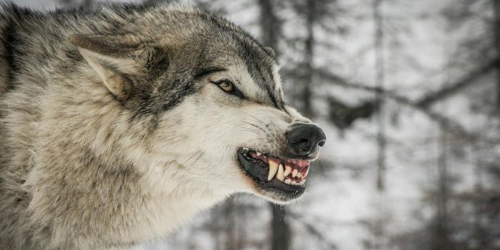 1920x1280 Fred on Wildlife | Wolf face, Angry wolf, Wolf