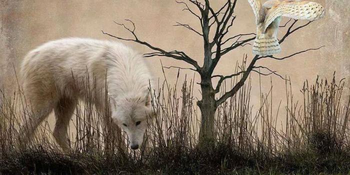 1920x1080 Download Wallpaper ID 1820047 - Desktop Nexus Abstract | ~ Wolves