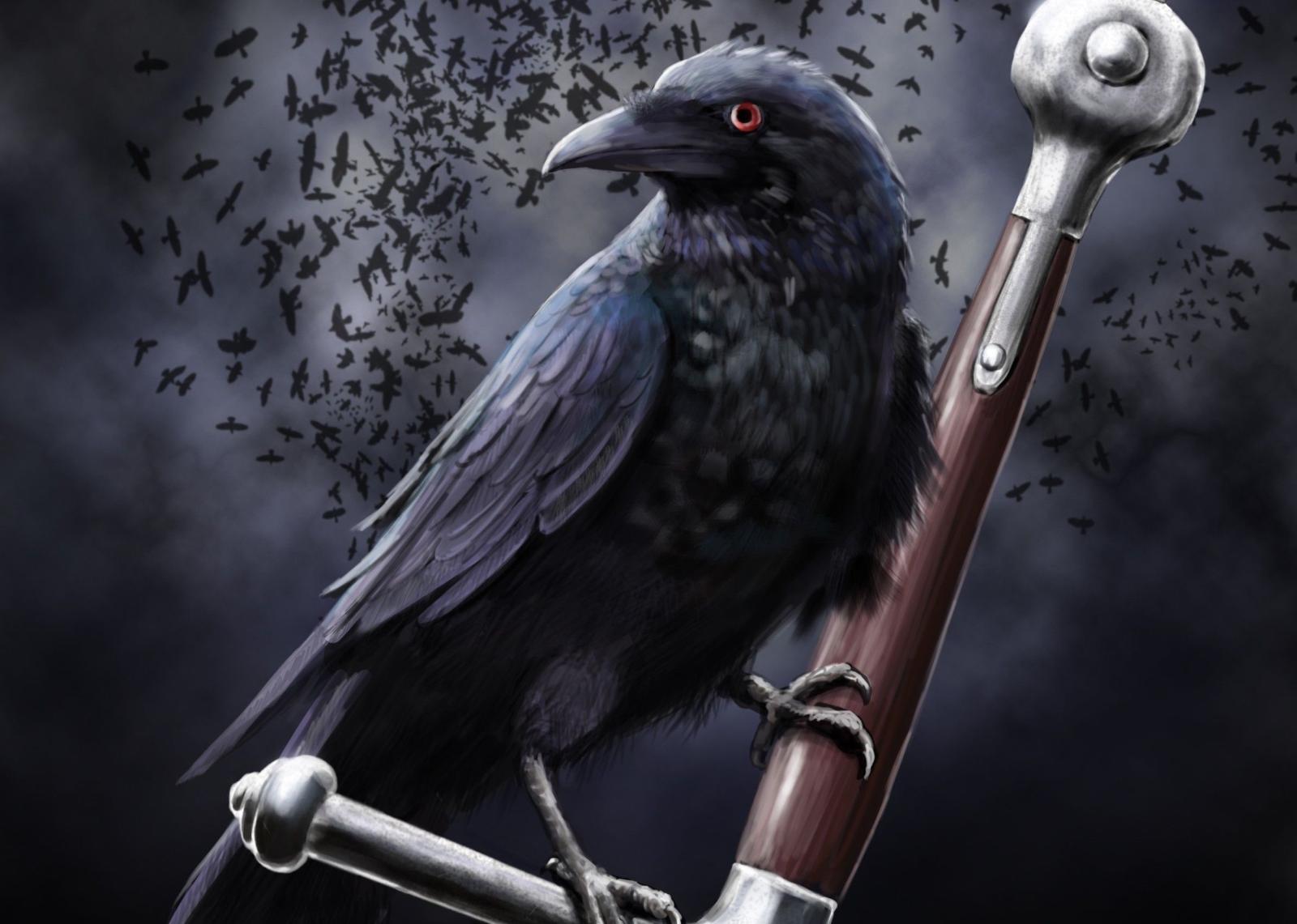 2390x1705 60+ Crow HD Wallpapers and Backgrounds