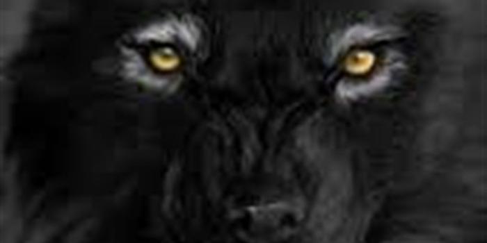 1080x1920 66+ Black Wolf Wallpapers on WallpaperPlay