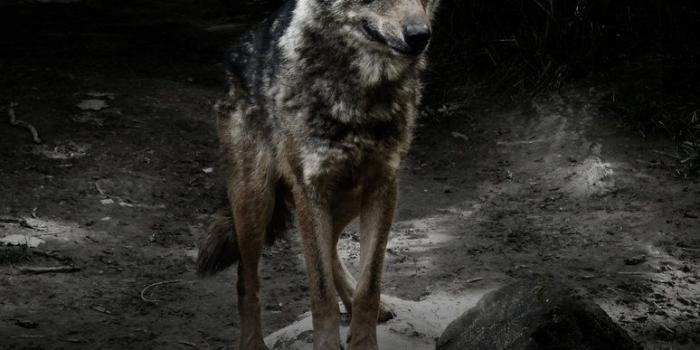 774x1032 Iberian_Wolf_by_GorgoNL | Canidae - True Wolves | Wolf, Raven, wolf