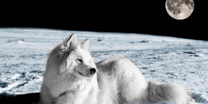 1920x1284 Wolf and Moon Wallpaper (67+ images)