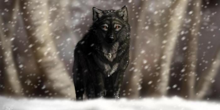 1366x768 Gregory Pulliam on rocks | Wolf wallpaper, Wolf, Snowfall