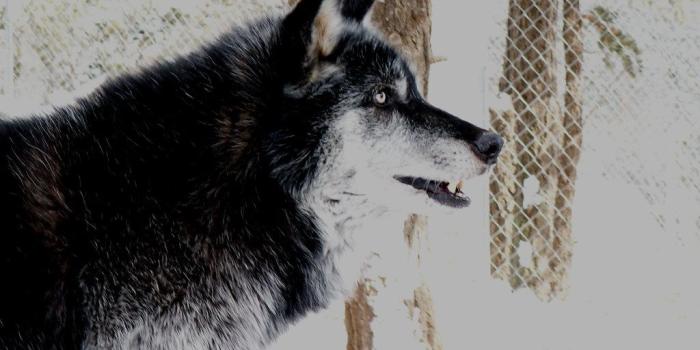 1024x768 Raven | Black Phase Timberwolf. Our ambassador animal, and a…