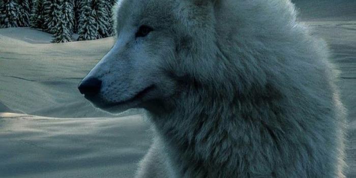 795x1415 Whitefeather Anderson on Wolf | Raven | Owl | Wolf, Wolf