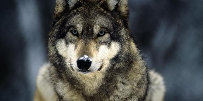 1024x768 Wolves » William Lynn