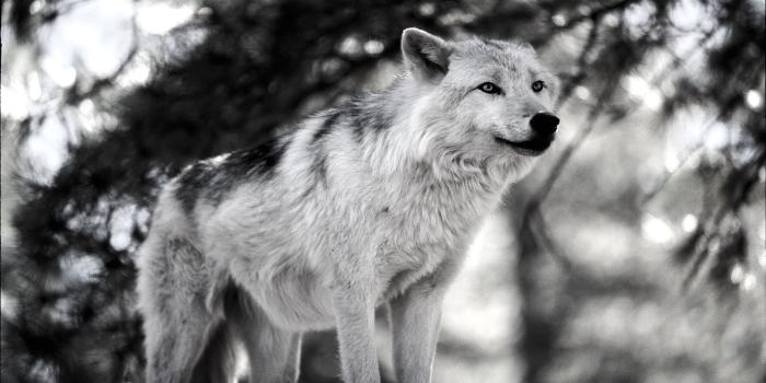 1920x1080 Free Wolf Screensavers And Wallpaper on MarkInternational.info