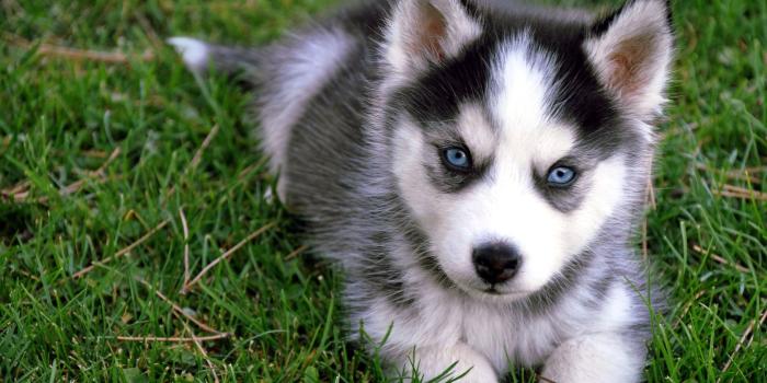 1824x1080 Wolf Wallpaper Free Pictures on Animal Picture Society