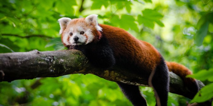 3840x2400 Red Panda Cute Wallpapers - Top Free Red Panda Cute Backgrounds