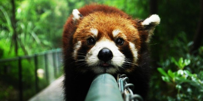 1280x804 Cute Red Panda wallpapers | Cute Red Panda stock photos