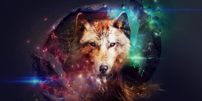 2560x1440 Wolf wallpapers 2560x1440 desktop backgrounds