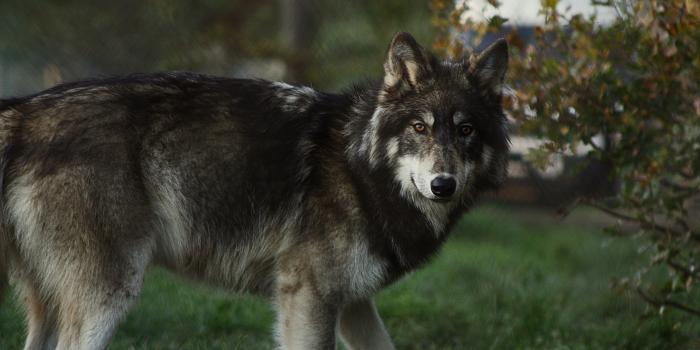 4272x2848 Wolf Wallpaper Theme With 10 Backgrounds