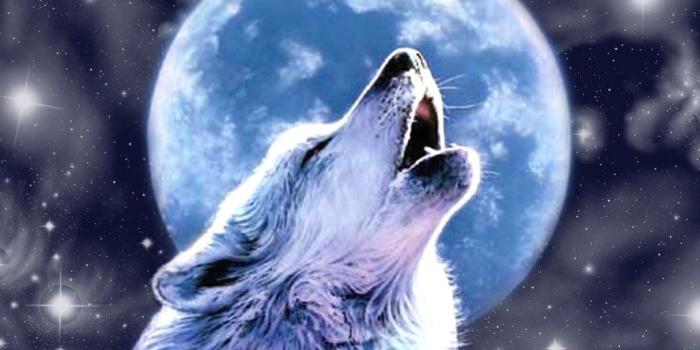 1024x768 68+] Howling Wolf Wallpaper on WallpaperSafari