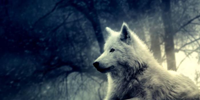 1203x752 White Wolf Wallpaper | Wallpapers Power