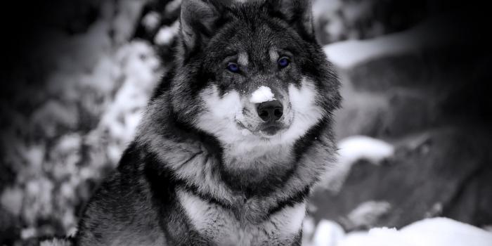 1920x1080 VAH: Wolf Wallpaper, 34+ Beautiful Wolf Wallpapers