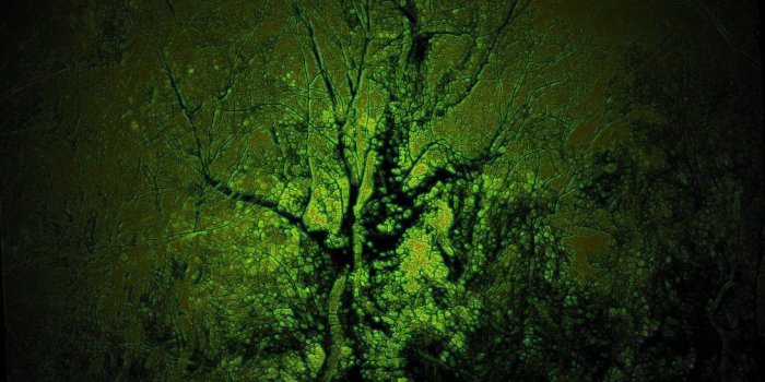 1093x730 Celtic Tree Of Life Wallpaper Celtic | Tree of Life | Celtic tree of
