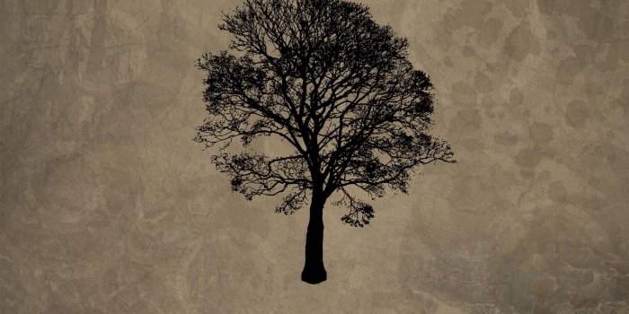 1920x1200 Tree Root Wallpapers and Background Images - stmed.net
