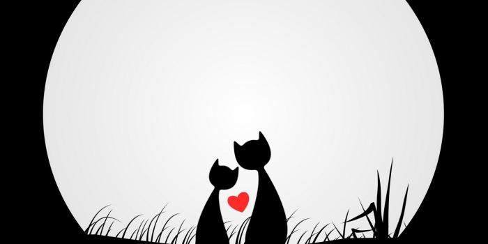 1350x2400 Download wallpaper 1350x2400 cats, love, silhouettes, night, moon