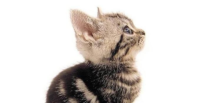 750x1334 Royalty Free Cute Cat Cartoon Iphone Wallpaper - cute girly