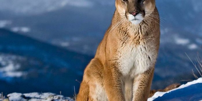 1024x1024 images of wild cats | Wild Cat Wallpaper for iPad | Animals I