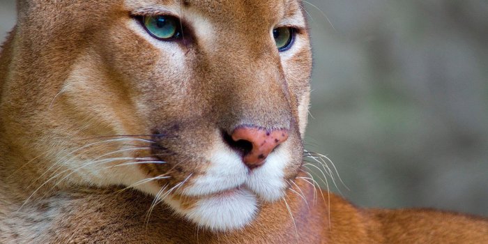 1920x1080 puma, contented, aware, big cat :: Wallpapers
