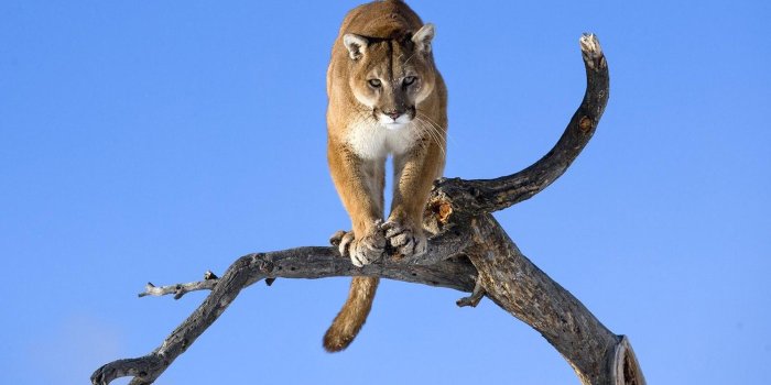 1920x1200 Download wallpaper 1920x1200 puma, branch, sky, predators, big cat