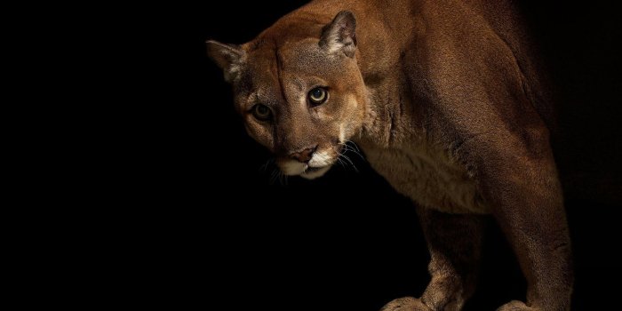 1920x1080 Images Pumas Big cats Glance Animals 1920x1080