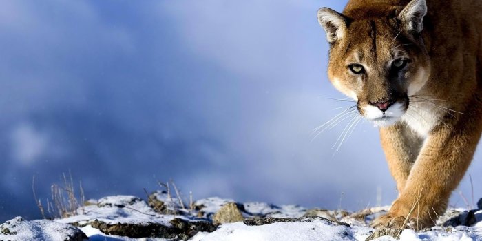 1920x1080 Wallpaper Puma, Snow, Hunting, Trick, Big Cat, Predator - Mountain