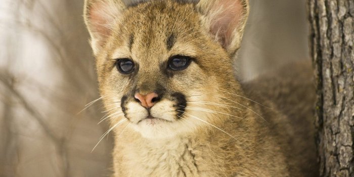 1600x1169 Wallpaper Pumas Big cats Animals