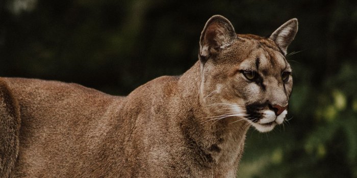1920x1080 Download wallpaper 1920x1080 puma, predator, big cat, wildlife full