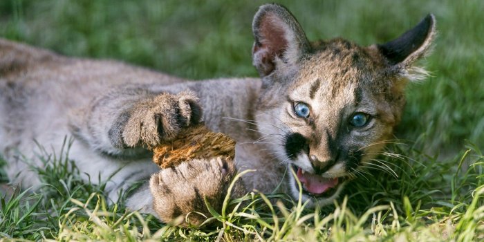 1680x1050 Puma Cougar Mountain Lion Big Cat Cub - Free Stock Photos, Images