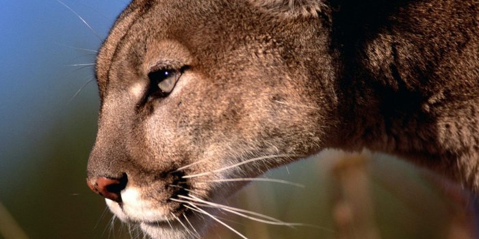 1920x1200 3310966 Puma, Predators, Face, Profile, Big cat wallpaper and